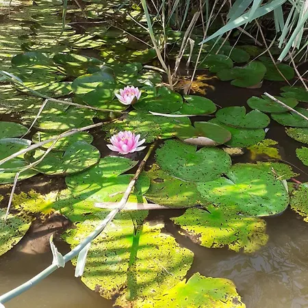 Borostyan Vendeghaz * Tiszaug